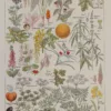 Plantes dangereuses et arum, planche médicale 1924