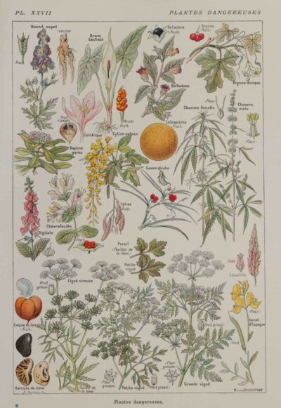 118A5924 Plantes dangereuses et arum, planche médicale 1924