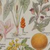 118A5924 Plantes dangereuses et arum, planche médicale 1924