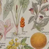 Plantes dangereuses et arum, planche médicale 1924