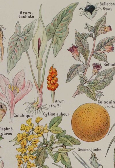 118A5924 Plantes dangereuses et arum, planche médicale 1924