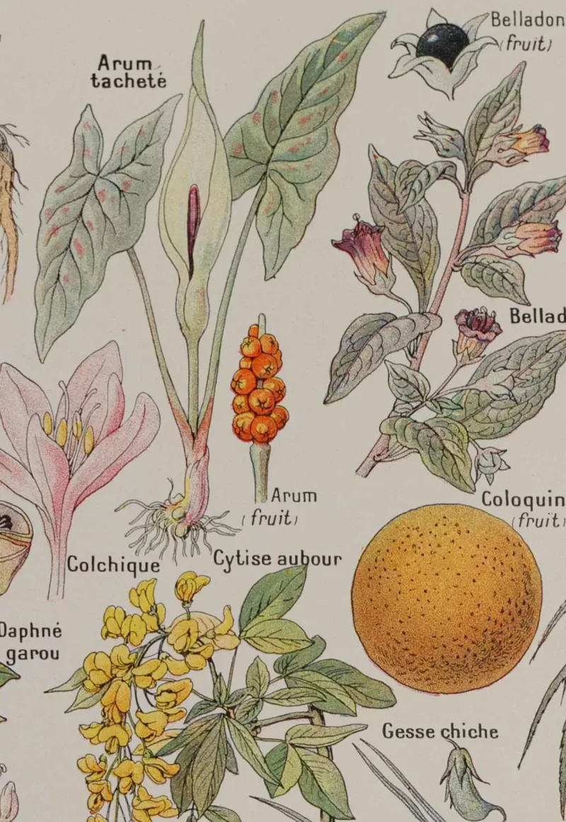 Plantes dangereuses et arum, planche médicale 1924