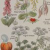 118A5924 Plantes dangereuses et arum, planche médicale 1924
