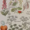 Plantes dangereuses et arum, planche médicale 1924
