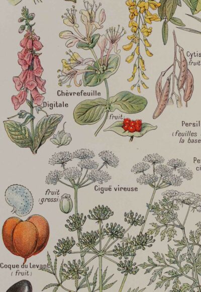 118A5924 Plantes dangereuses et arum, planche médicale 1924
