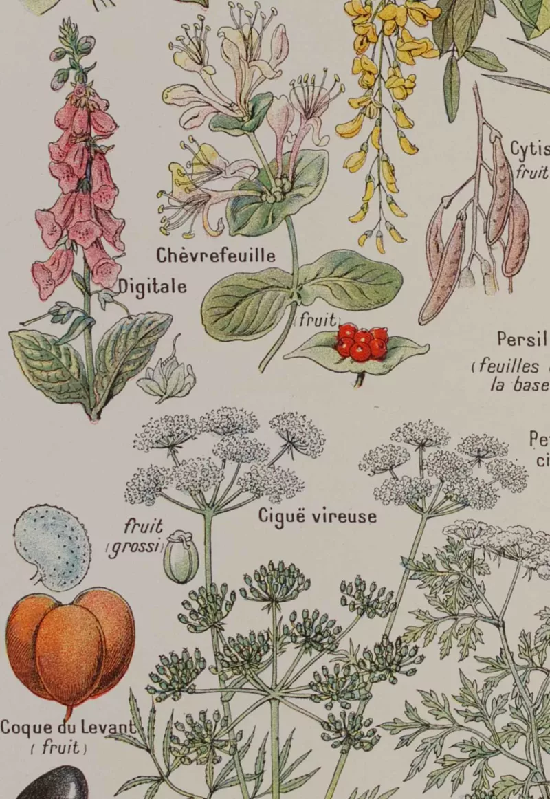 Plantes dangereuses et arum, planche médicale 1924