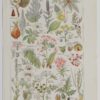Plantes dangereuses, hêtre, planche médicale 1924
