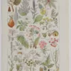 Plantes dangereuses, hêtre, planche médicale 1924