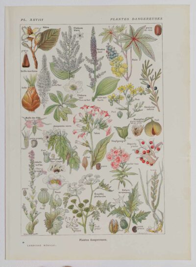 Plantes dangereuses, hêtre, planche médicale 1924