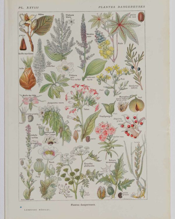 Plantes dangereuses, hêtre, planche médicale 1924