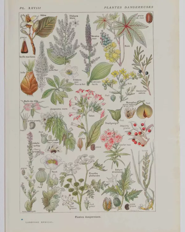 118A5923 Plantes dangereuses, hêtre, planche médicale 1924