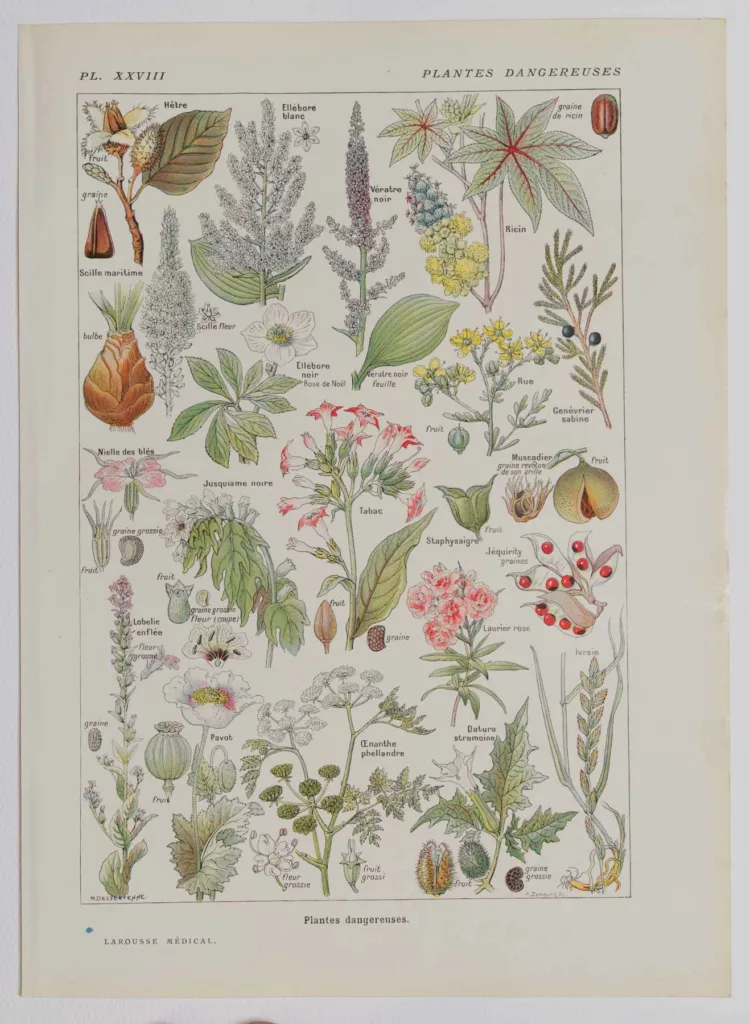 Plantes dangereuses, hêtre, planche médicale 1924