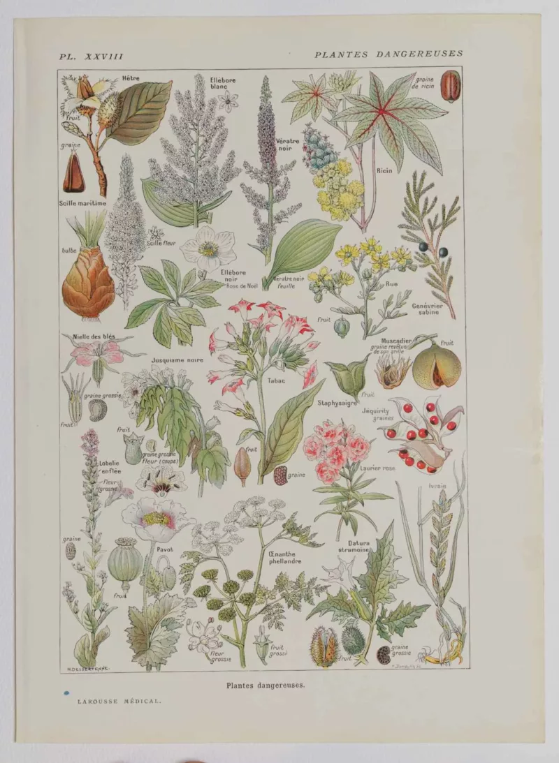 Plantes dangereuses, hêtre, planche médicale 1924