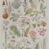 Plantes dangereuses, hêtre, planche médicale 1924
