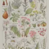 Plantes dangereuses, hêtre, planche médicale 1924