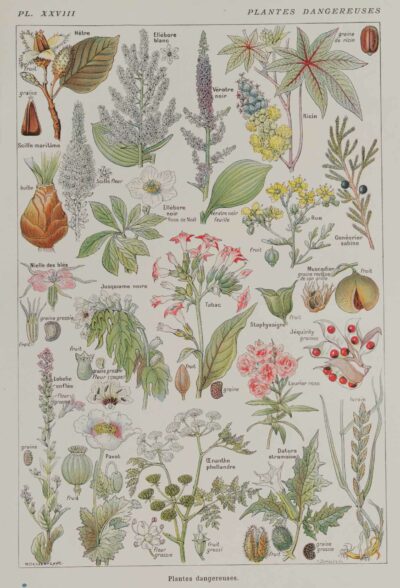 Plantes dangereuses, hêtre, planche médicale 1924