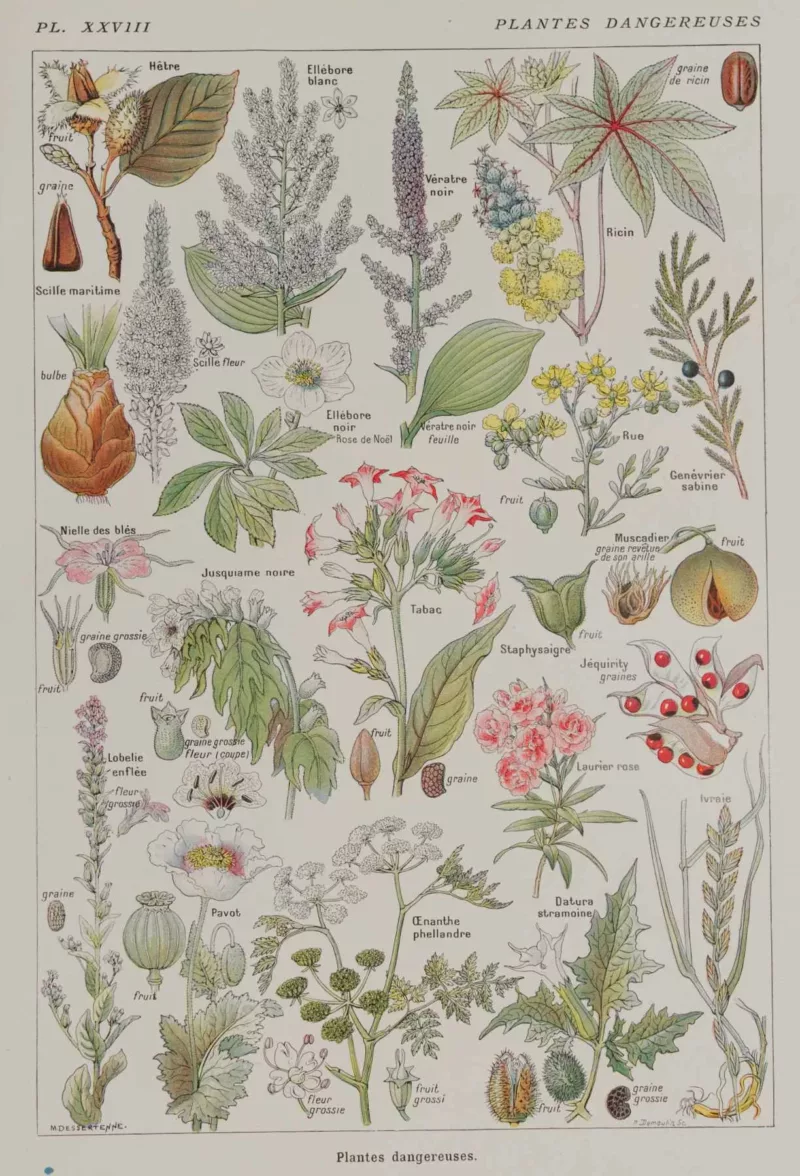 Plantes dangereuses, hêtre, planche médicale 1924