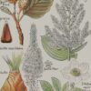 Plantes dangereuses, hêtre, planche médicale 1924
