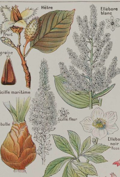 Plantes dangereuses, hêtre, planche médicale 1924