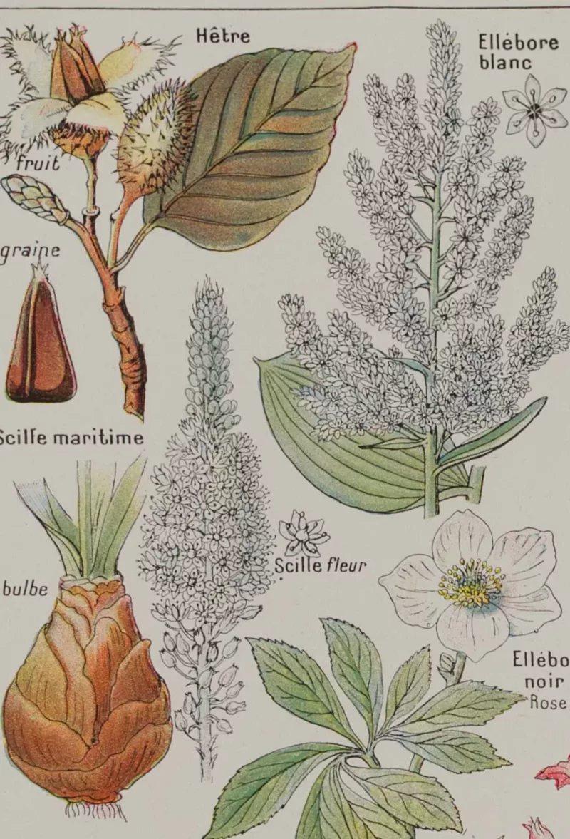 Plantes dangereuses, hêtre, planche médicale 1924