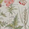 Plantes dangereuses, hêtre, planche médicale 1924