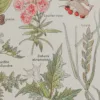 Plantes dangereuses, hêtre, planche médicale 1924