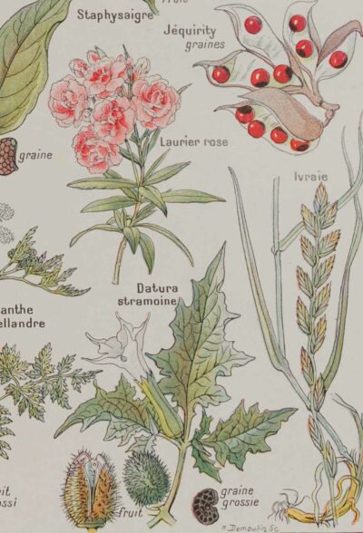 Plantes dangereuses, hêtre, planche médicale 1924