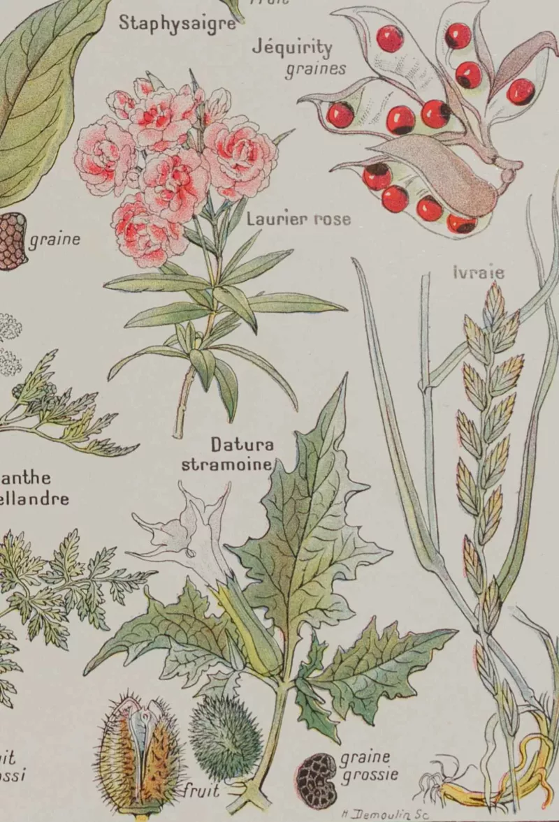 Plantes dangereuses, hêtre, planche médicale 1924