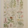118A5922 Plantes digestives et stimulantes, planche médicale 1924