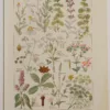Plantes digestives et stimulantes, planche médicale 1924