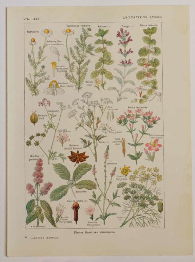 118A5922 Plantes digestives et stimulantes, planche médicale 1924