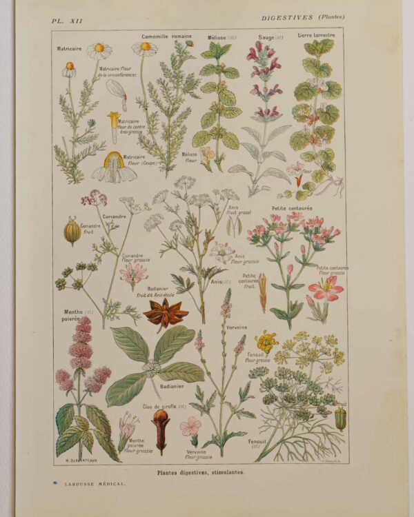 118A5922 Plantes digestives et stimulantes, planche médicale 1924