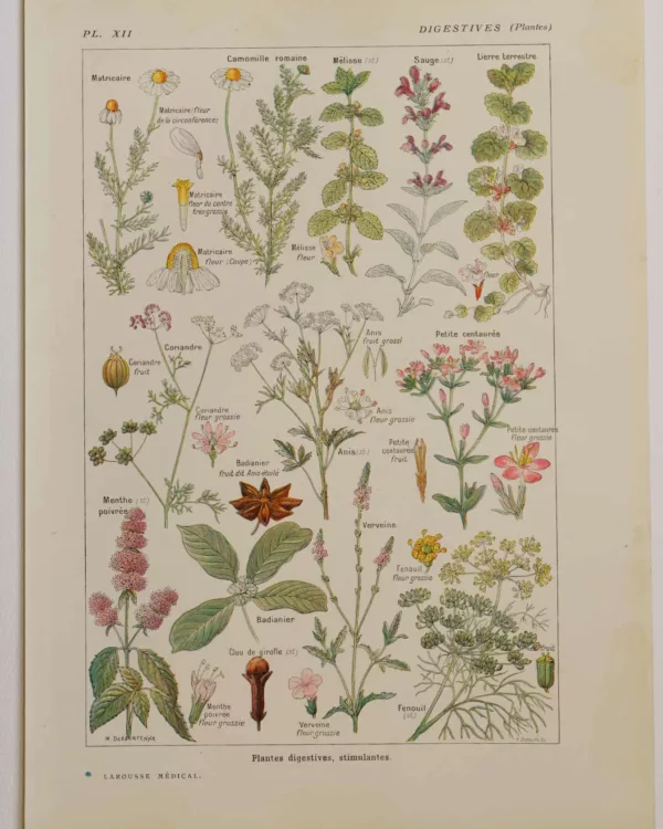 118A5922 Plantes digestives et stimulantes, planche médicale 1924