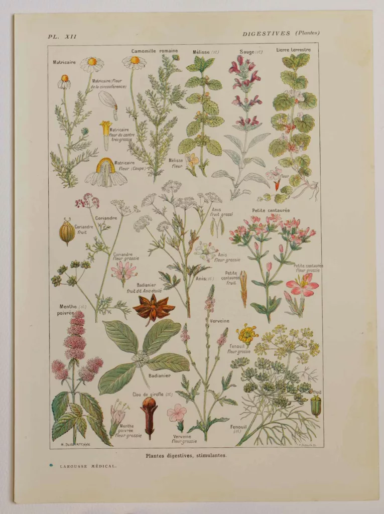 Plantes digestives et stimulantes, planche médicale 1924