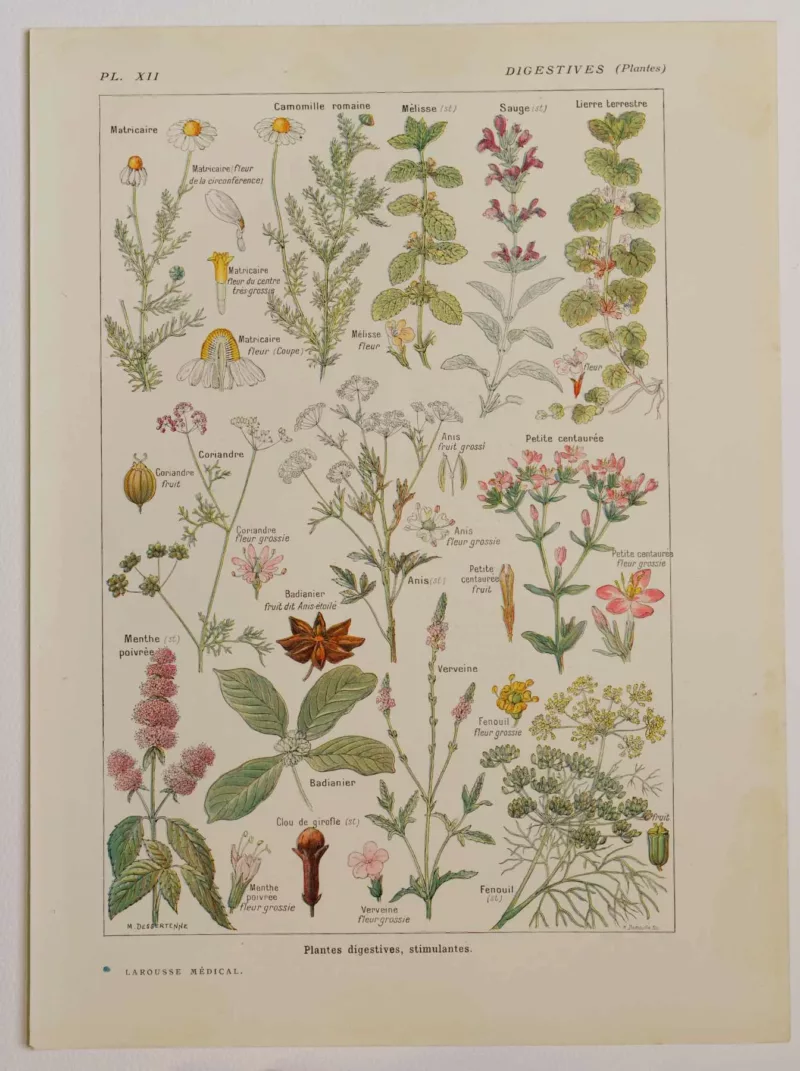 Plantes digestives et stimulantes, planche médicale 1924