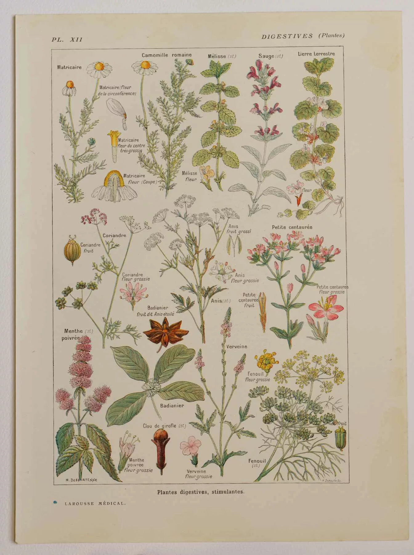 Plantes digestives et stimulantes, planche médicale 1924