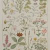 118A5922 Plantes digestives et stimulantes, planche médicale 1924