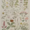 Plantes digestives et stimulantes, planche médicale 1924