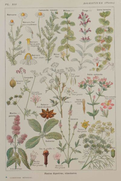 118A5922 Plantes digestives et stimulantes, planche médicale 1924