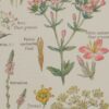 118A5922 Plantes digestives et stimulantes, planche médicale 1924