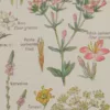 Plantes digestives et stimulantes, planche médicale 1924