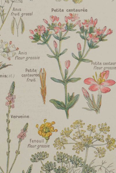118A5922 Plantes digestives et stimulantes, planche médicale 1924
