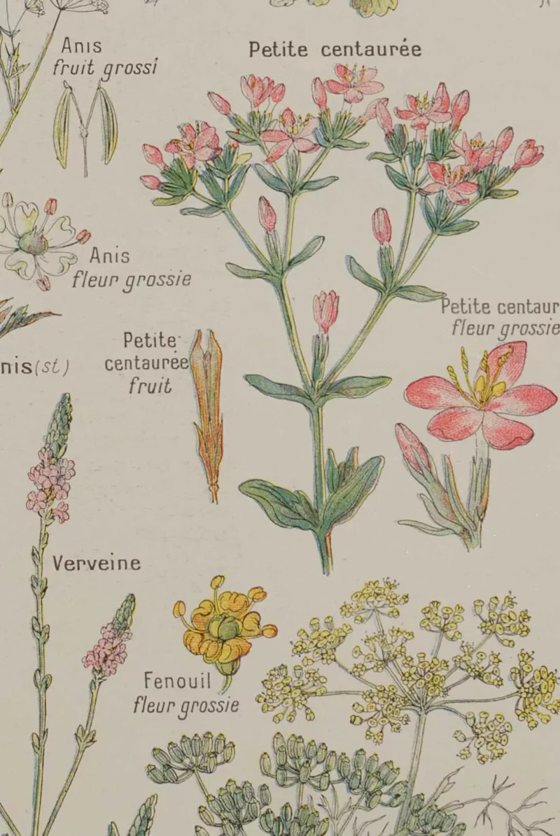 Plantes digestives et stimulantes, planche médicale 1924