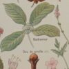 118A5922 Plantes digestives et stimulantes, planche médicale 1924