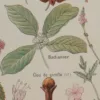 Plantes digestives et stimulantes, planche médicale 1924