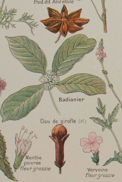 118A5922 Plantes digestives et stimulantes, planche médicale 1924