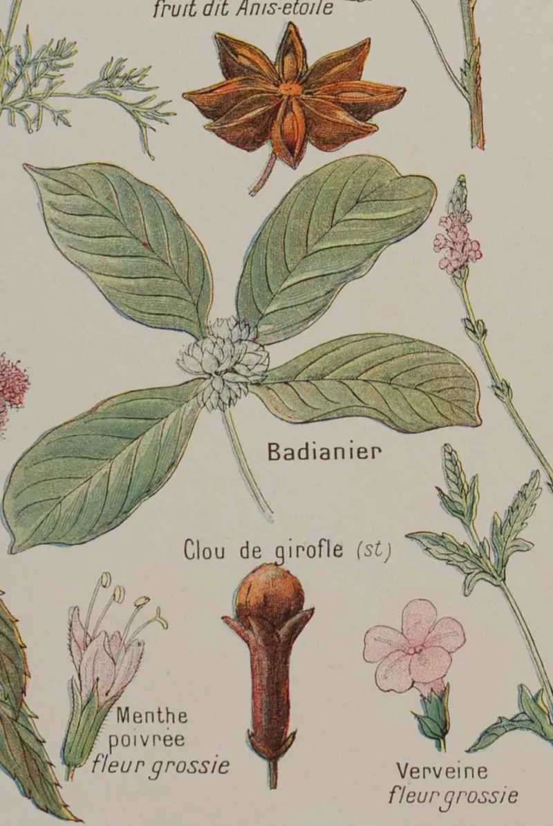Plantes digestives et stimulantes, planche médicale 1924