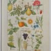 Plantes apéritives, astringentes et laxatives, planche médicale 1924