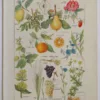 Plantes apéritives, astringentes et laxatives, planche médicale 1924