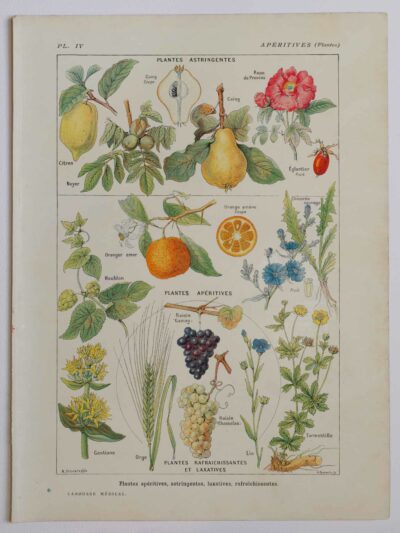 Plantes apéritives, astringentes et laxatives, planche médicale 1924